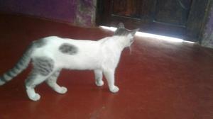 Gatito Blanco con Negro