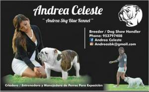 Handler Entrenadora de Perros de Exposición Bulldog Ingles