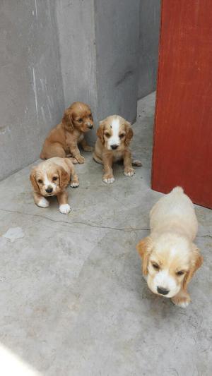 Hermosos Cachorros Cocker Spaniel