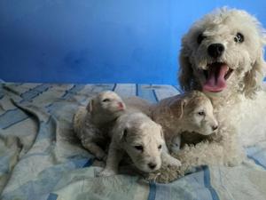 Hermosos Cachorros Poodle, 1 Mes de Edad