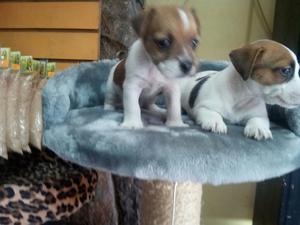 Jack Russell Finos Cachorritos