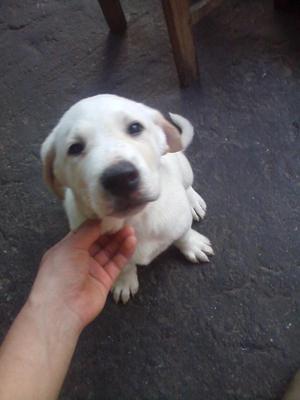 LABRADOR DE 3 MESES Y MEDIO