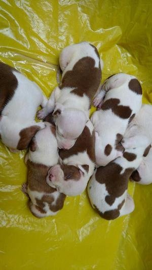 Lindos Cachorritos Pitbul Se Venden Desp