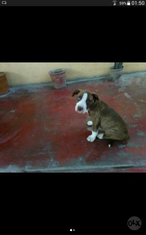 Pitbull American Stanfor Cachorra