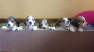 Preciosos Cachorros Beagle Tricolor