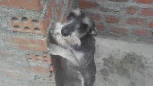 Se Vende Perrita Shnauzer