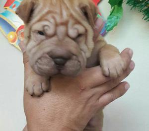 Sharpei Full Arrugas