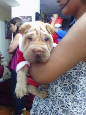 Sharpei Macho de 2 Meses 15 Dias