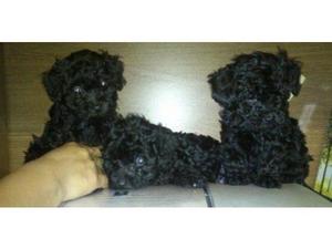 VENDO CACHORRITO POODLE