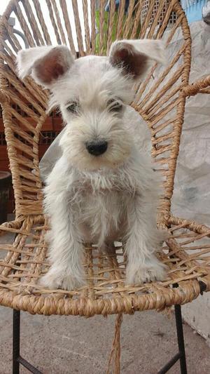 Vendo Cachorros Schnauzer