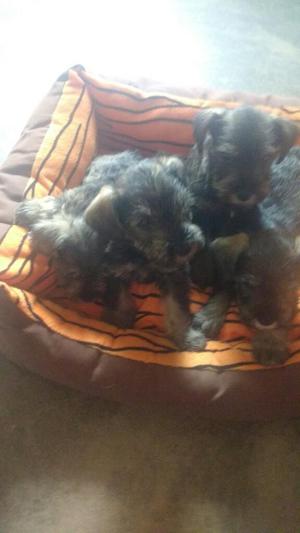 Vendo Cachorros Schnauzer Sal Y Pimienta