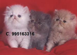 de casa hermosos bellos gato persa lindos gatitos vacunados
