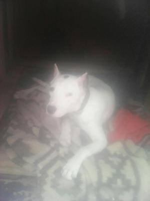 en Venta Dogo Argentino a Solo 400 Soles