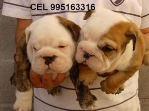 hermosos amables bulldog ingles lindos cachorros vacunados