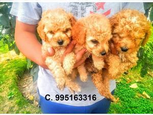 hermosos bellos amables poodle apricot lindos cachorros