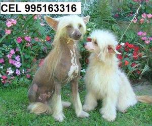 hermosos bellos chinese crested lindos cachorros vacunados