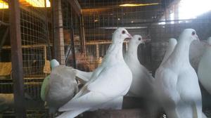 palomas blancas