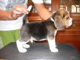 vendo cachorros beagle tricolor pedigree precio de ocasion