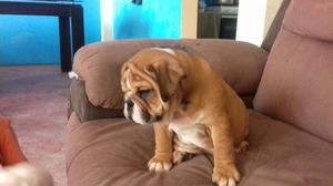 Hermoso Cachorro Bulldog Inglés Macho