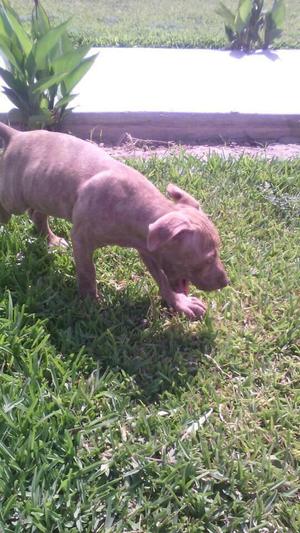 perro pitbull