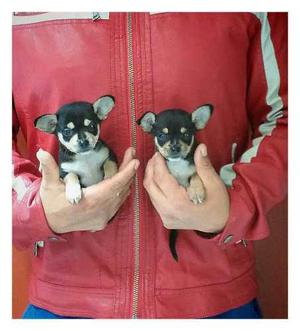 Cachorritos Chihuahua 3meses(,padres Presentes)machitos