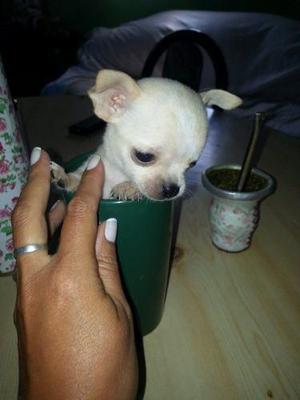 Cachorritos Chihuahuas Miniaturas, Padres Pedigri Miniaturas