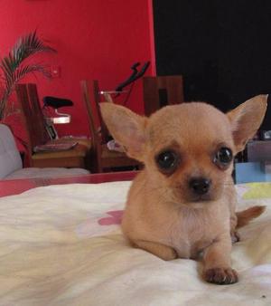 Cachorros Chihuahua Hembras Y Machs Padres Presentes Pedigri
