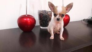 Chihuahua Super Toy Enanito