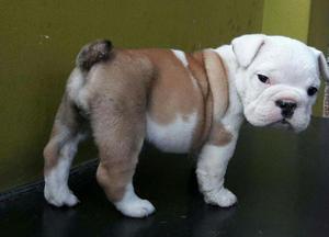 Hermosas Cachorras Bulldog Inglés