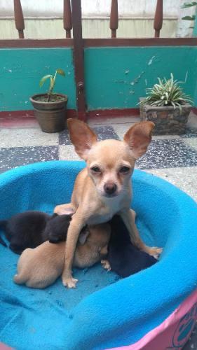Vendo Cahorros Chihuahuas Hembras Y Machos Desde S/.650.00
