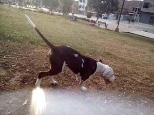 Cachoro De Mastin Y Amirican Pitbull Terrier Purasangre