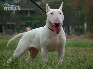 Bull Terrier Hembra Blanca 10 Meses Precio Negociable