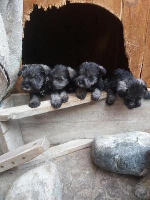 Lindos Schnauzer Miniatura, Peluchones