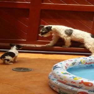 Fox Terrier