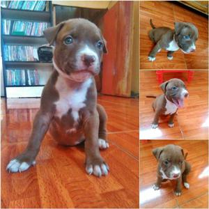 Cachorra Pitbull Standford shire