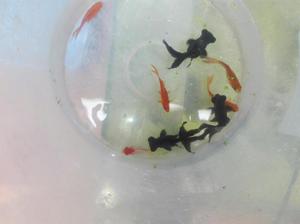 Peces goldfish telescópicos 8 cm y cometas 7 cm