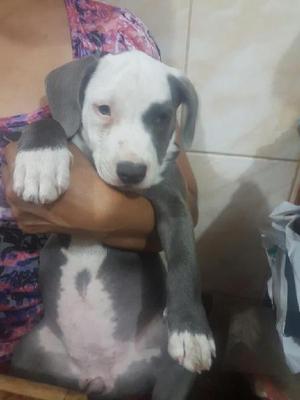 Pitbull Blue No Bull Pug Bully Dogo