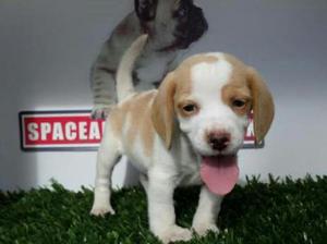 Beagle Lindo Cachorro