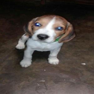 Cachorra Beagle