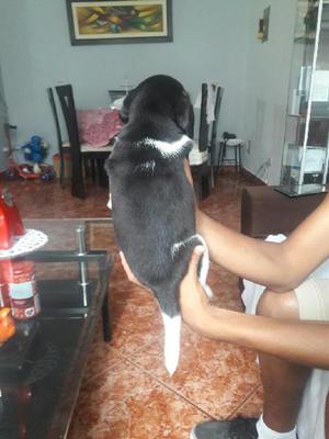 Cachorrito Beagle de 1 Mes
