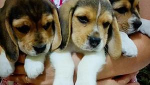 Cachorros Beagle Tricolores Orejones