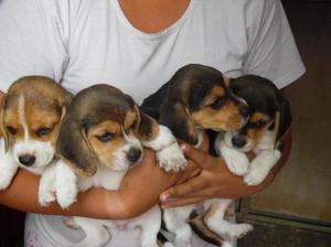 Hermosos cachorros Beagle