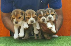 Lindos Cachorritos Beagle Tricolor