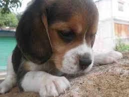 Lindos cachorros Beagle