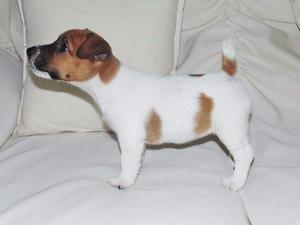 Preciosa Y Original Cachorra Jack Russell Terrier