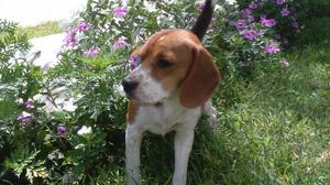 Se Vende Beagle Cachorro Macho