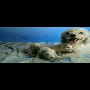 Vendo Mis Cachorros Poodle