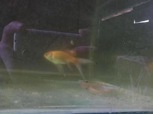 Peces Goldfish Cometa