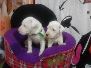 Se Vende 2 Cachorros Raza Dogo Argentino Macho y Hembra Dos