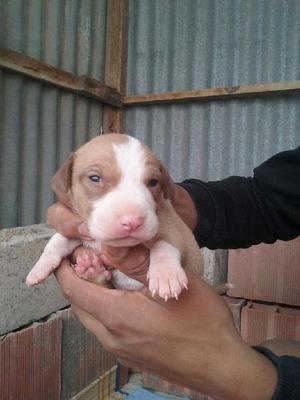 Venta Cachorros Pitbull